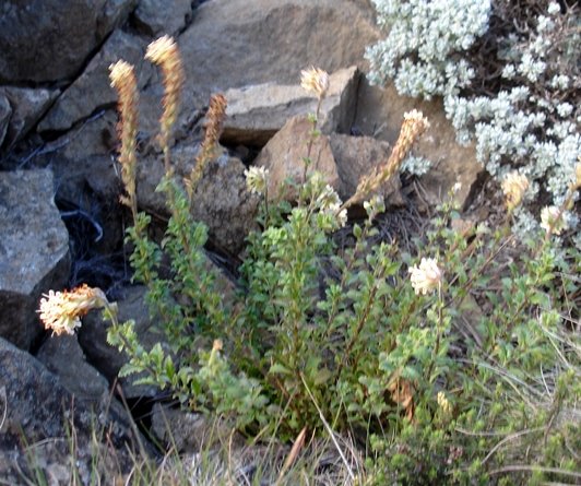 Glumicalyx montanus many stems